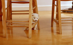 White Puppy Under The Chair Wallpaper