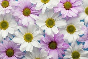 White Purple Chrysanthemum Flowers Wallpaper