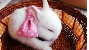 White Rabbit In A Basket Wallpaper