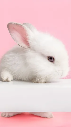White Rabbit Pink Aesthetic Wallpaper