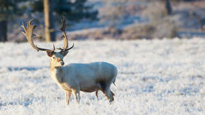 White Reindeer In The Wild Wallpaper