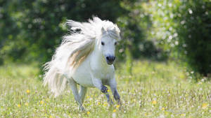 White Running Horse On Flower Field Wallpaper