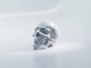 White Scary Skull Wallpaper