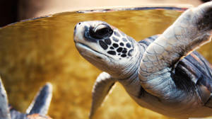 White Sea Turtle In Close-up Wallpaper