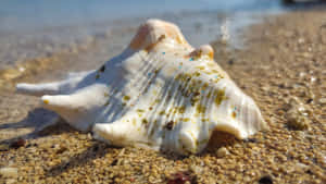 White Seashell On The Sandy Shore Wallpaper