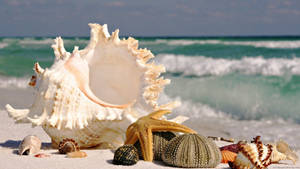 White Shell Most Beautiful Nature Wallpaper