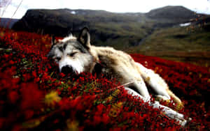 White Siberian Husky Sleeping On The Field Wallpaper