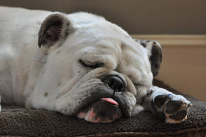 White Sleeping English Bulldog Wallpaper