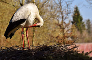 White Stork Nesting Behavior.jpg Wallpaper