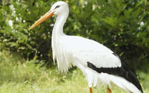 White Stork Standingin Greenery.jpg Wallpaper