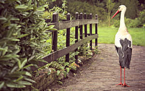 White Stork Standingon Wooden Pathway Wallpaper