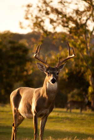 White Tailed Deer Animal During Sunset Wallpaper