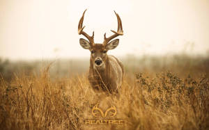 White-tailed Deer Realtree Wallpaper