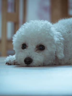 White Teacup Poodle Wallpaper