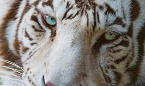 White Tiger Close-up Awesome Animal Wallpaper