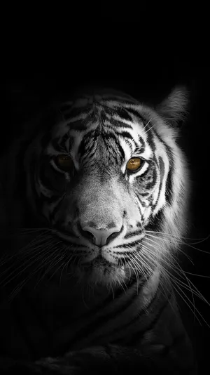 White Tiger Close Up Black And White Pfp Wallpaper