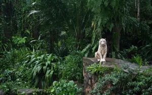White Tiger In Peaceful Jungle Desktop Wallpaper