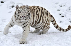 White Tiger In Winter Wonderland Wallpaper