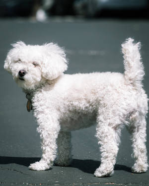 White Toy Poodle Back View Wallpaper