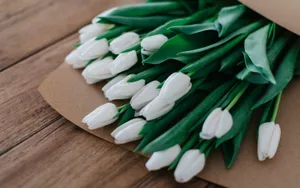 White Tulip Beautiful Flower Wallpaper