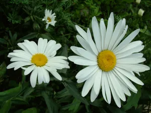 White Tumblr Flowers Desktop Wallpaper