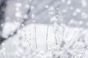 White Winter Flowers Wallpaper