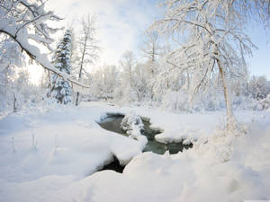 White Winter Landscape Wallpaper