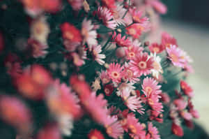 Whites And Pinks Cute Flower Wallpaper