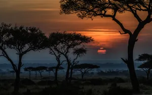 Wide Animals Park In Kenya Wallpaper