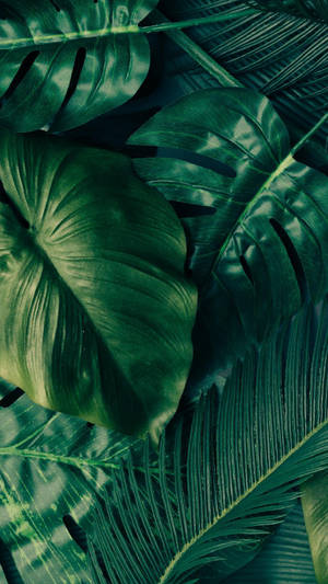 Wide Leaves Iphone Wallpaper