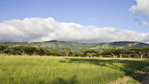 Wide Wildlife Field In South Africa Wallpaper