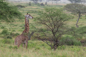 Widescreen Giraffe Photography Wallpaper