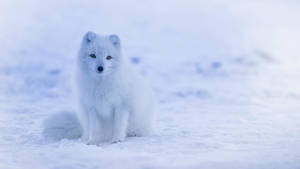 Wild Animal Arctic Fox Wallpaper