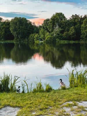 Wild Animal Ducks By A Pond Wallpaper