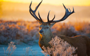 Wild Animal Reindeer With Antlers Wallpaper