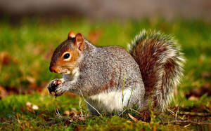 Wild Animal Squirrel Wallpaper