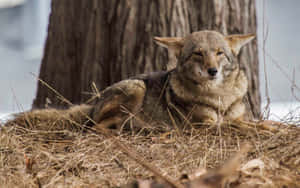 Wild Coyote Resting By A Tree Wallpaper