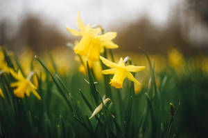 Wild Daffodils In Tilt Shift Shot Wallpaper