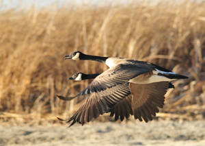 Wild Geese Soaring In A Field Wallpaper