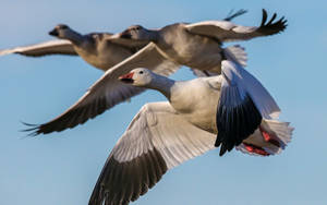 Wild Goose Above Water Surface Wallpaper