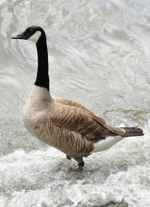 Wild Goose On The Lake Wallpaper