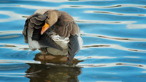 Wild Goose On The Pond Wallpaper