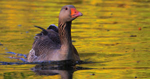 Wild Goose Relaxing Wallpaper