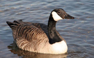 Wild Goose Relaxing On The River Wallpaper