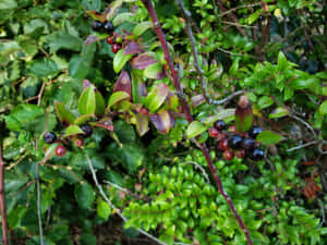 Wild Huckleberry Bush Wallpaper