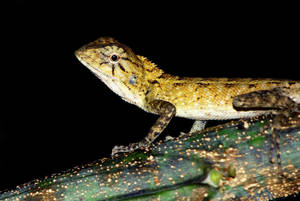 Wild Leopard Gecko At Night Wallpaper