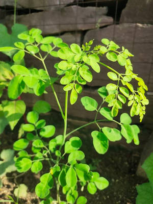 Wild Moringa Plant In Rich Soil Wallpaper