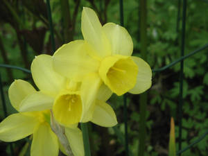 Wild Narcissus Flowers Wallpaper