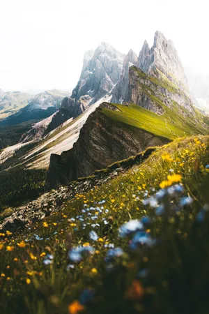 Wild Rough Meadow Wallpaper