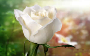 Wild White Rose Wallpaper